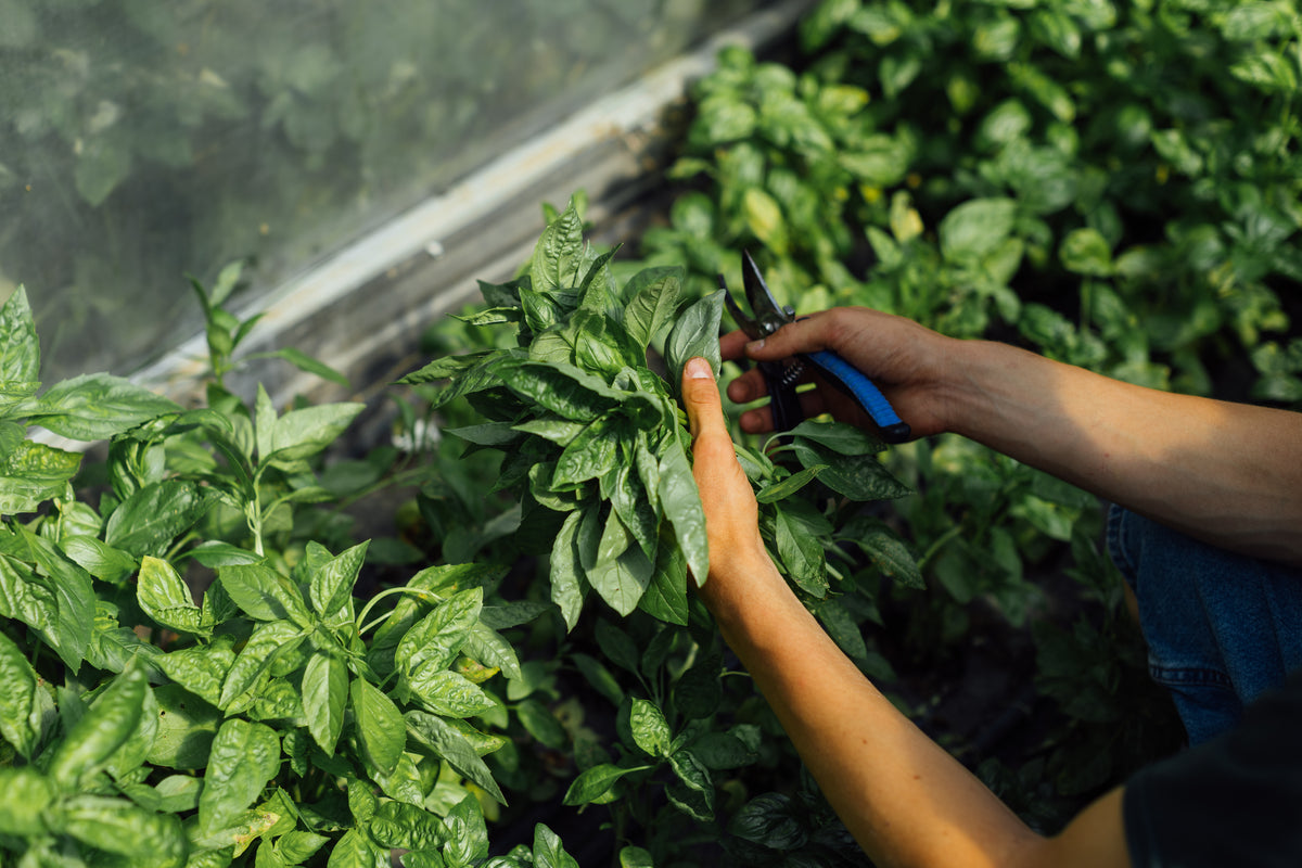 Farm Hand