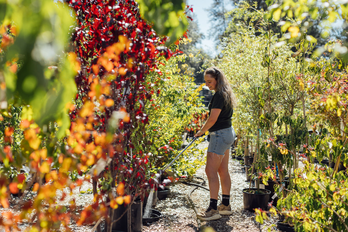 Watering the nursery