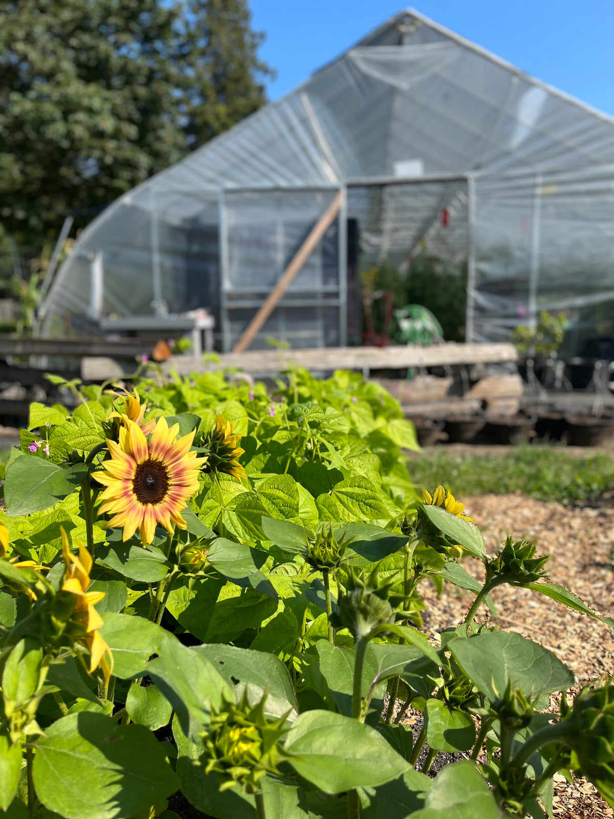 Farm Production Manager