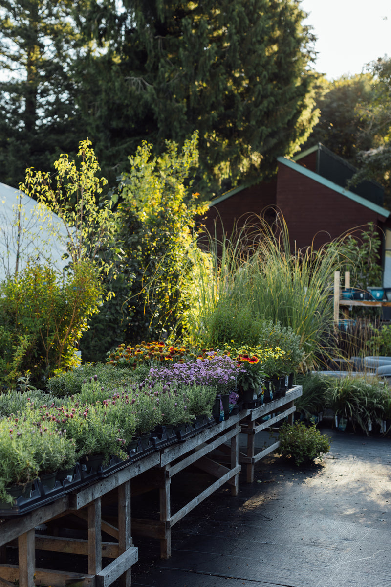 Plants & Garden Goods