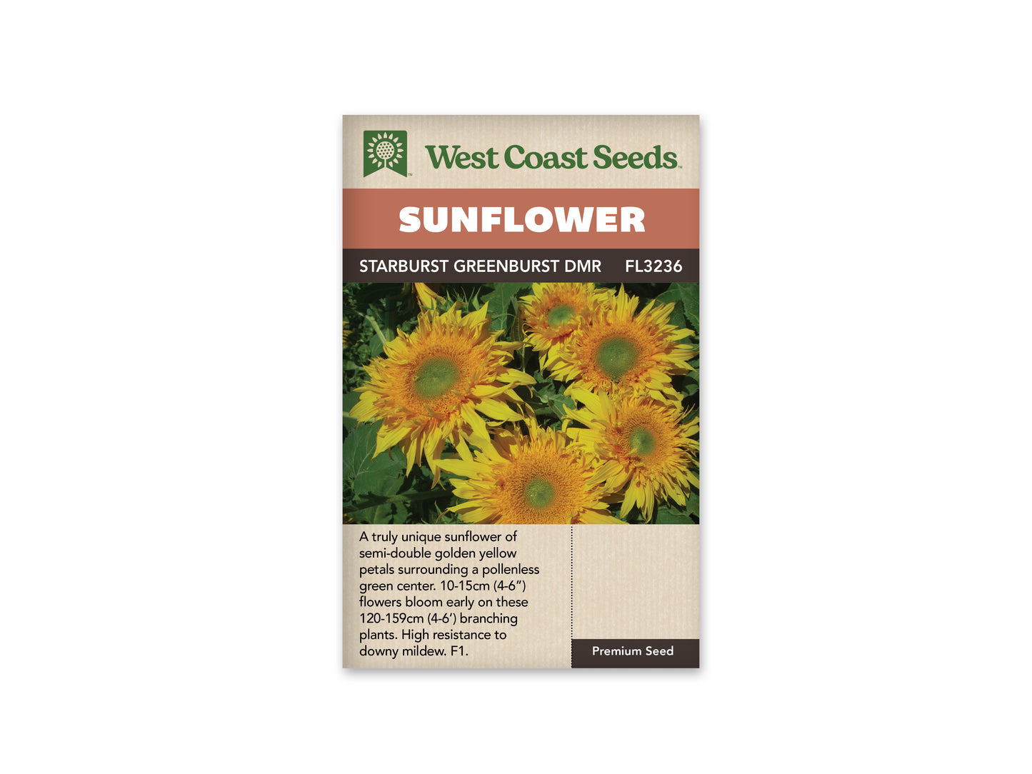 Sunflowers “Starburst Greenburst DMR F1” West Coast Seeds