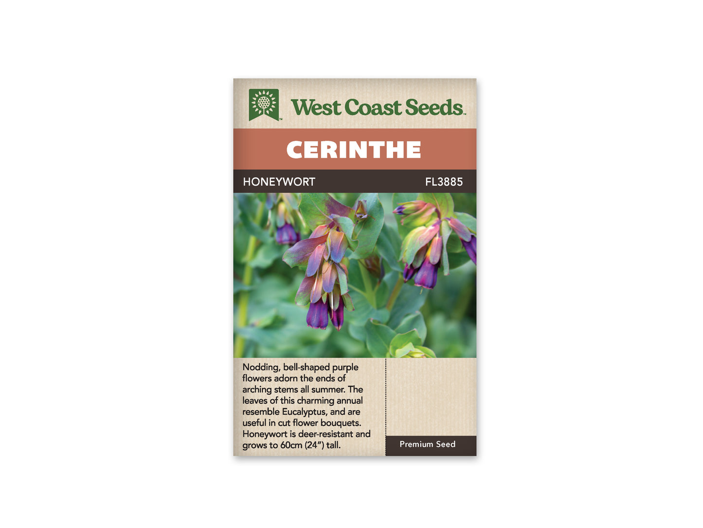Cerinthe "Honeywort" West Coast Seeds