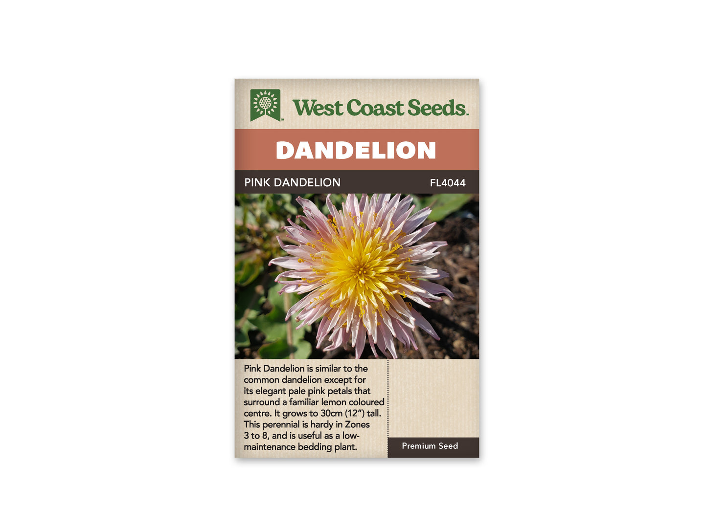 Dandelion “Pink Dandelion” West Coast Seeds