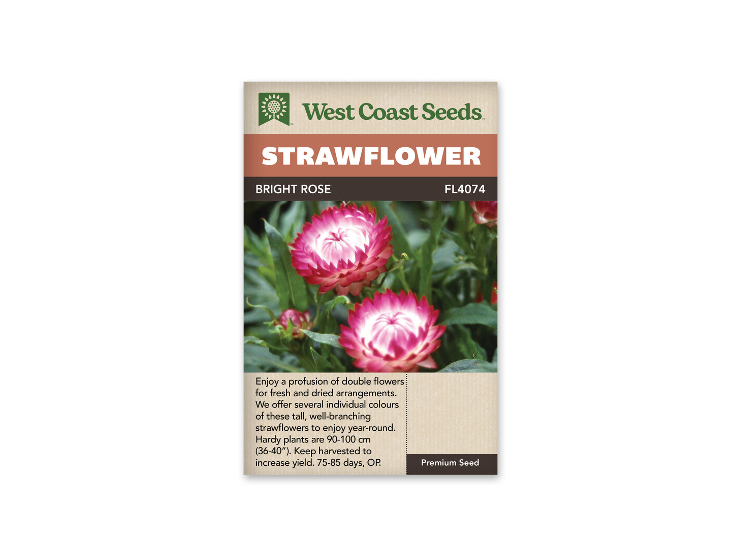 Strawflower “Bright Rose” West Coast Seeds