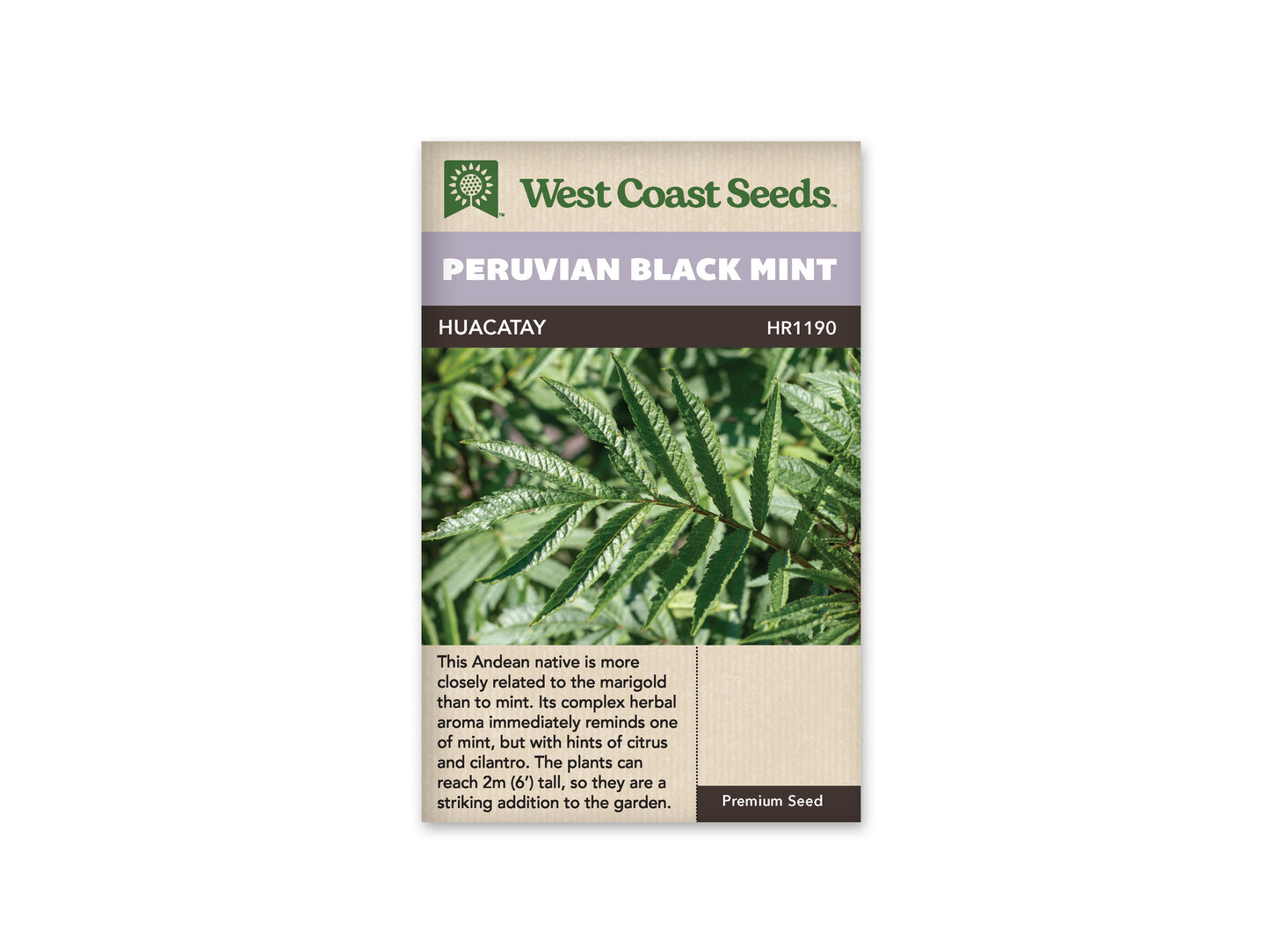 Mint "Peruvian Black Mint" West Coast Seeds