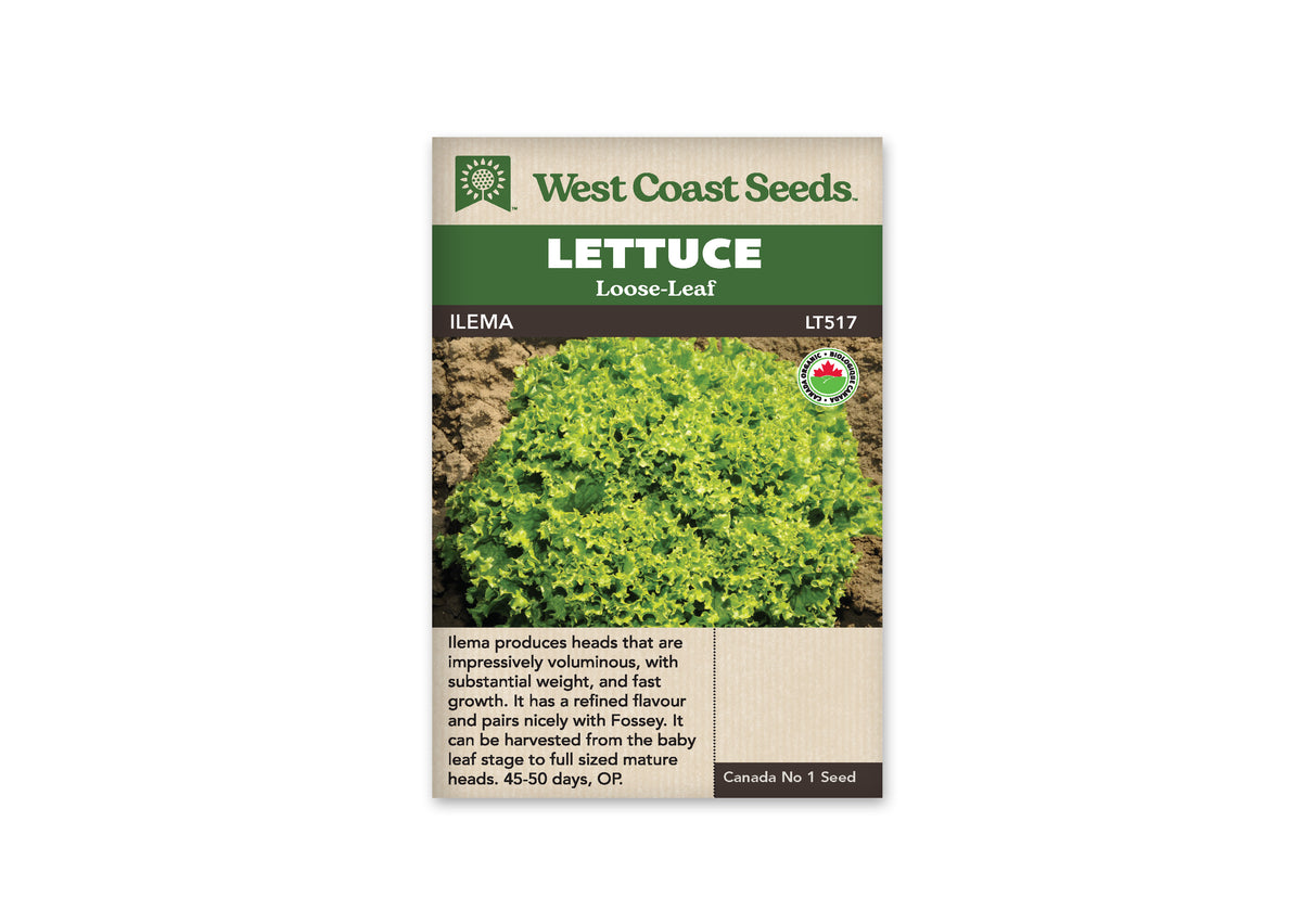 Lettuce “Ilema Organic” West Coast Seeds