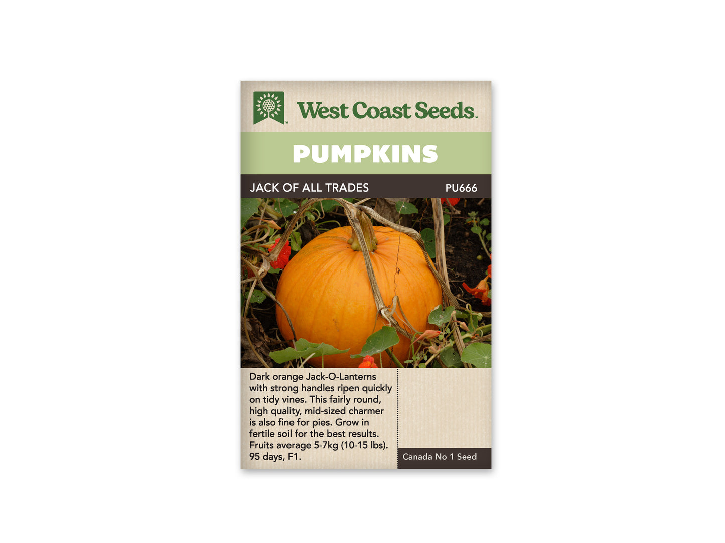 Pumpkins "Jack of All Trades F1" West Coast Seeds