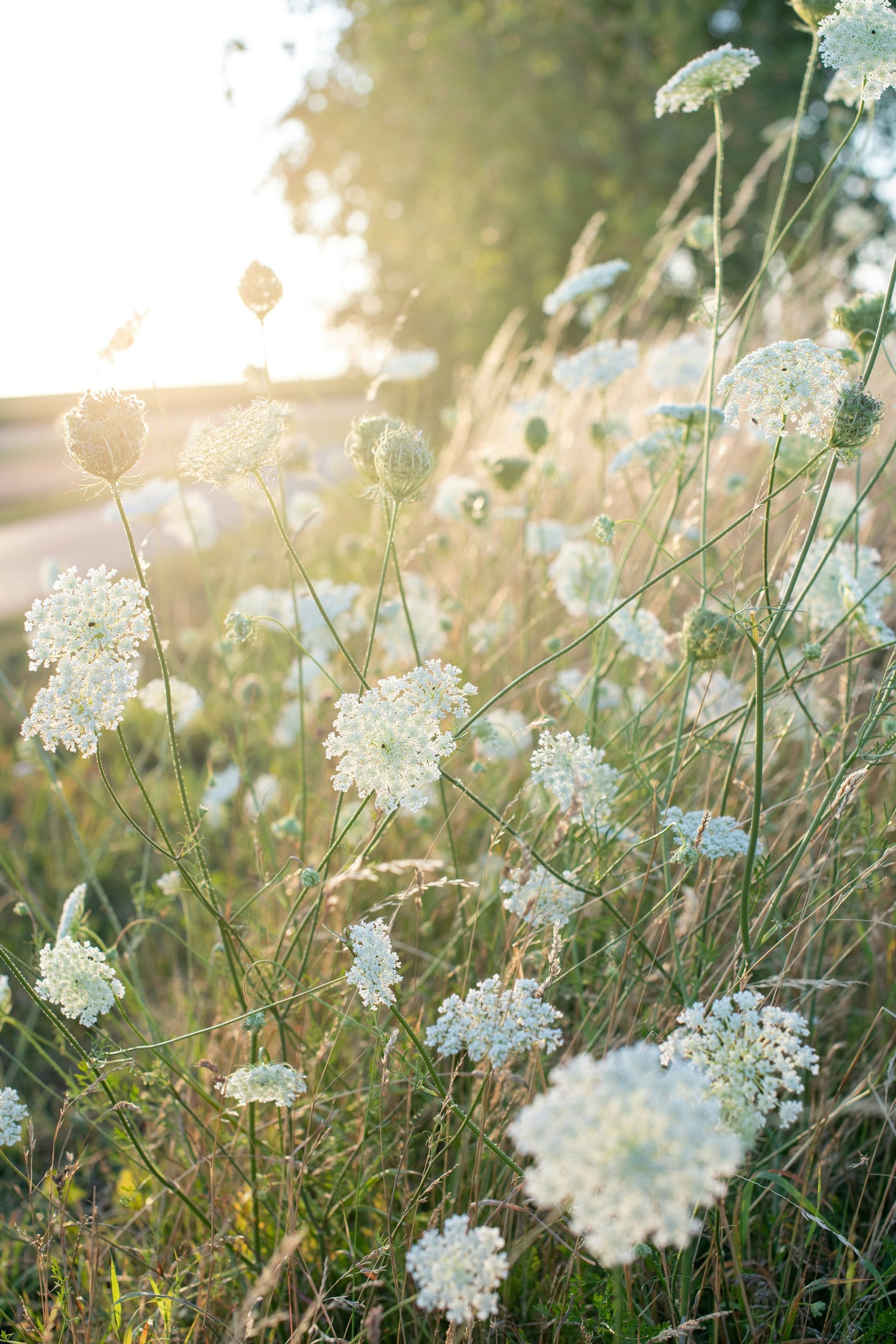 Wildflower Seeds