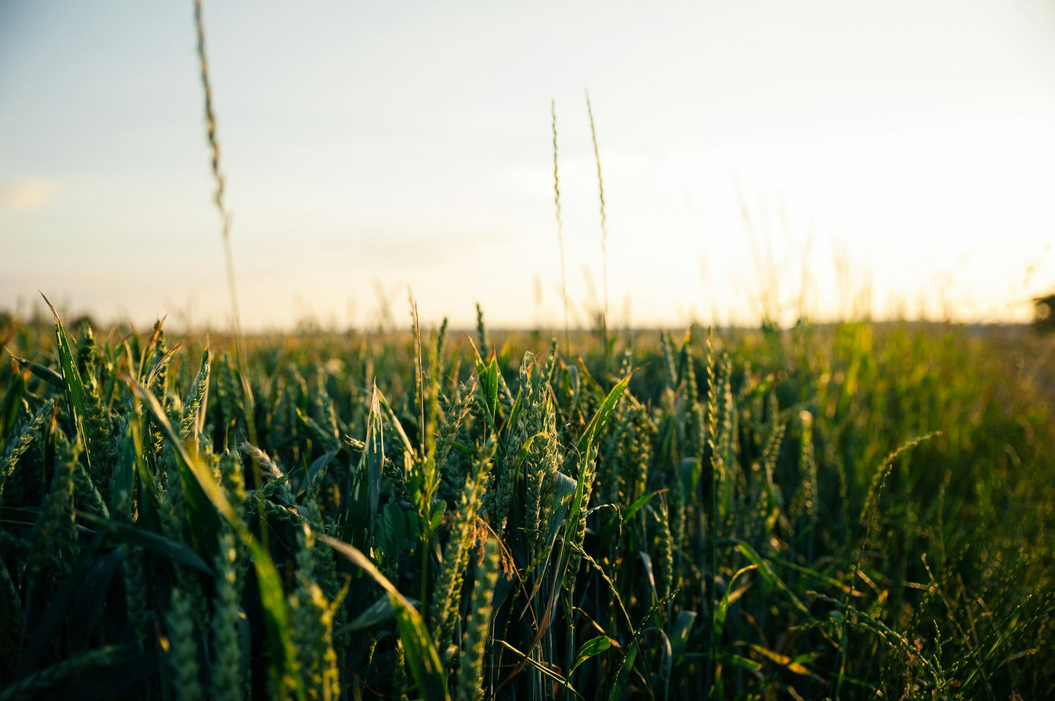 Cover Crops