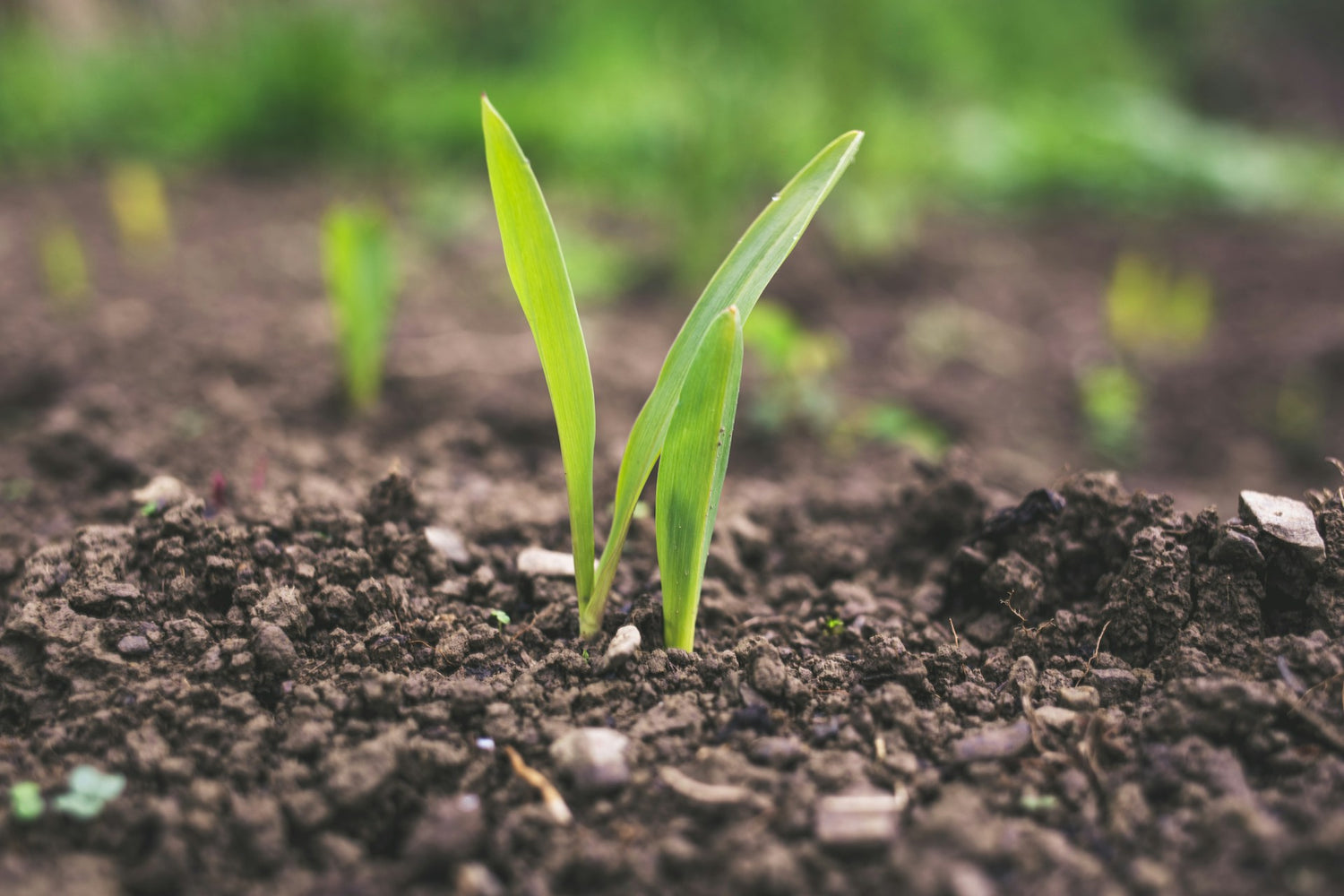 Sprout Seeds