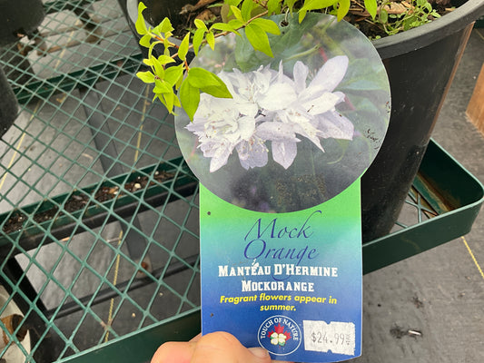 Philadelphus - ‘Manteau D’Hermine’ - Mock Orange - #2
