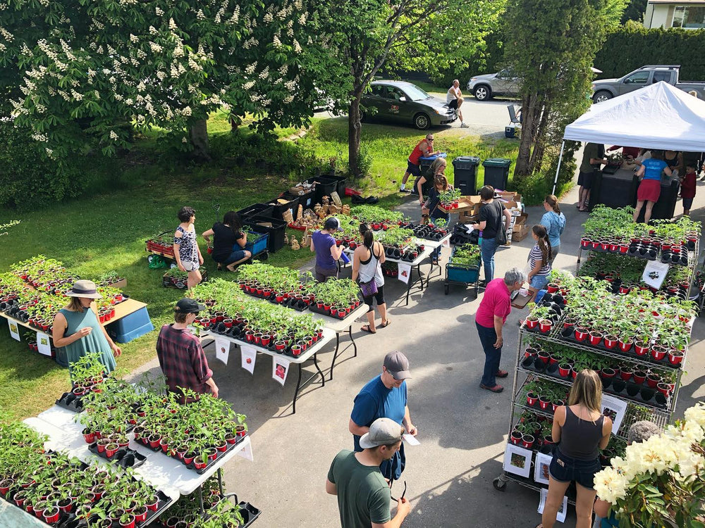 the driveway seedling sale