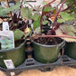 Ragwort "Twilight" 1 gal