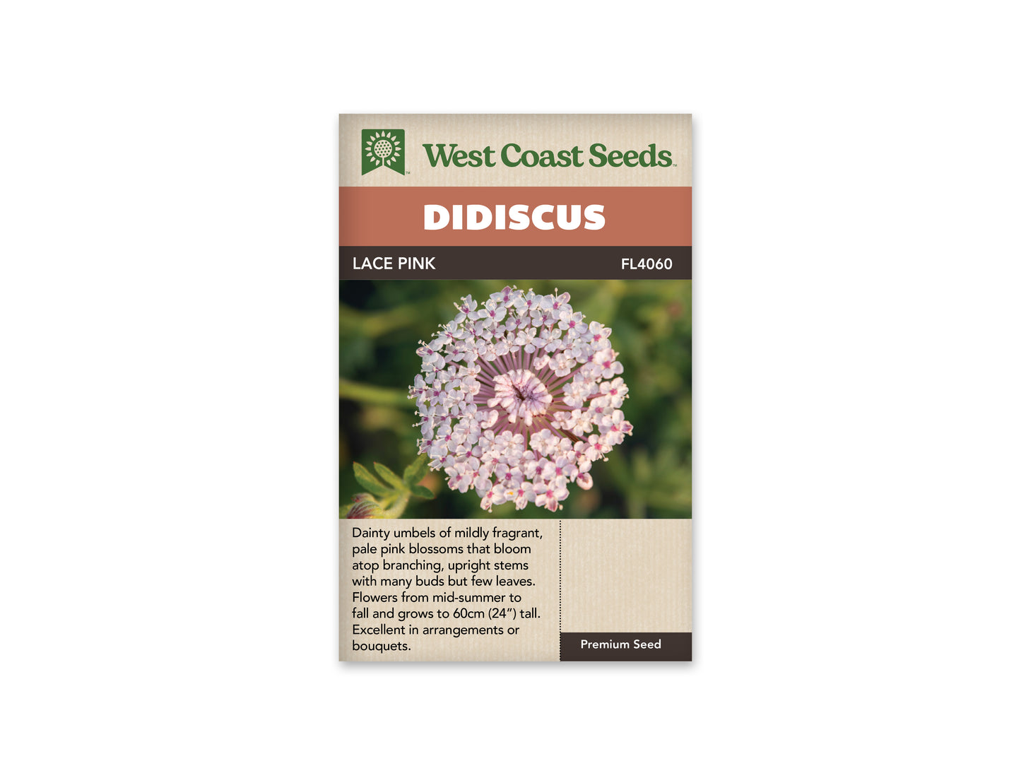 Didiscus “Lace Pink” West Coast Seeds
