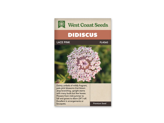 Didiscus “Lace Pink” West Coast Seeds