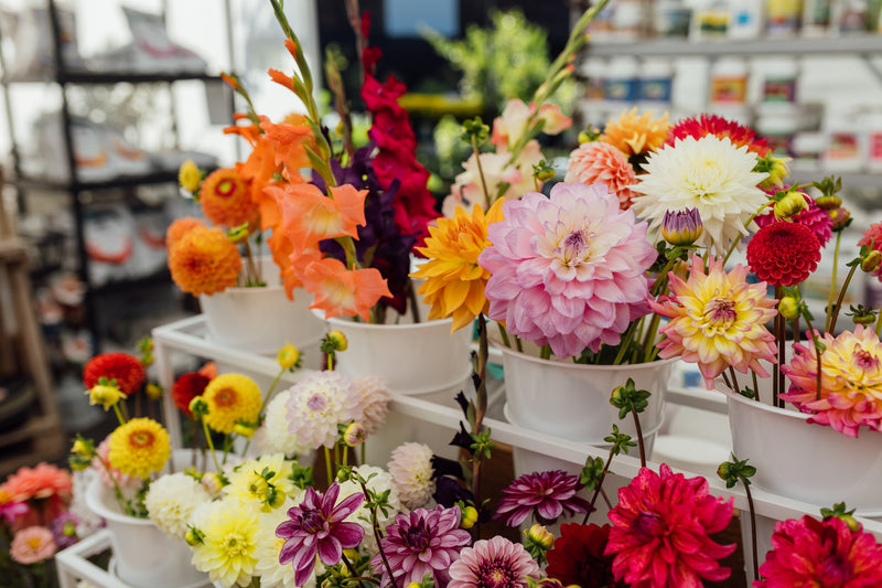 Cut Florals & Bouquets