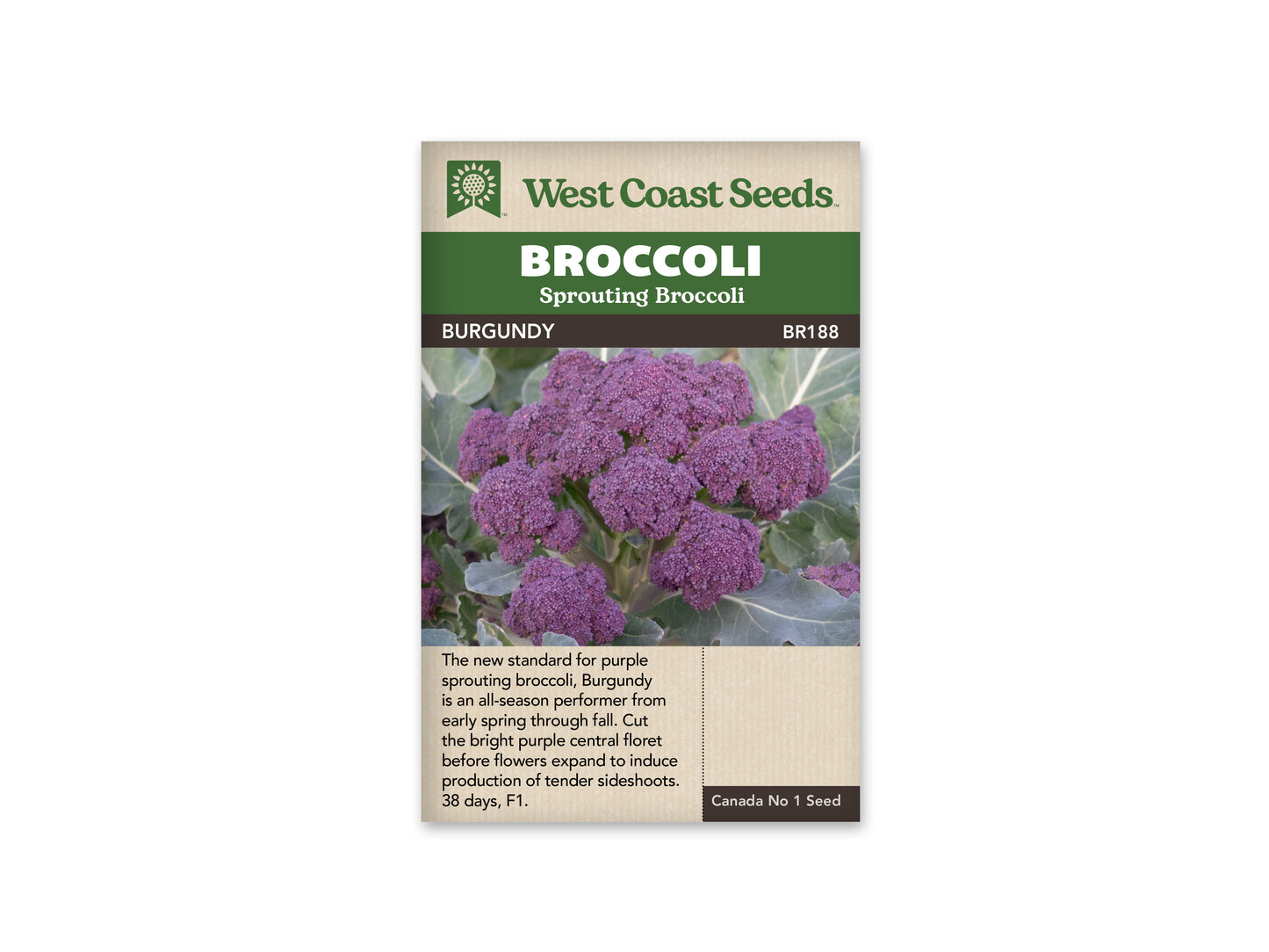Broccoli "Burgundy F1" West Coast Seeds