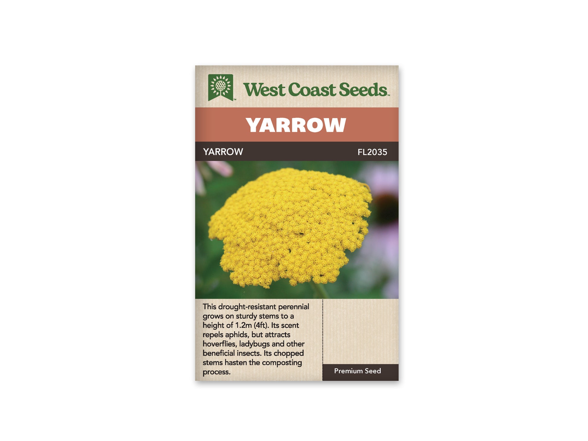 Yarrow "Yarrow" West Coast Seeds