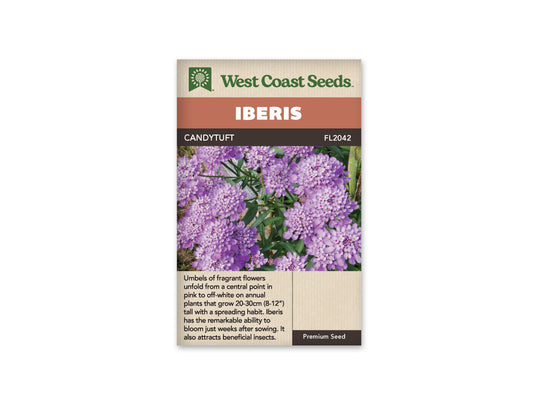 Iberis "Candytuft" West Coast Seeds