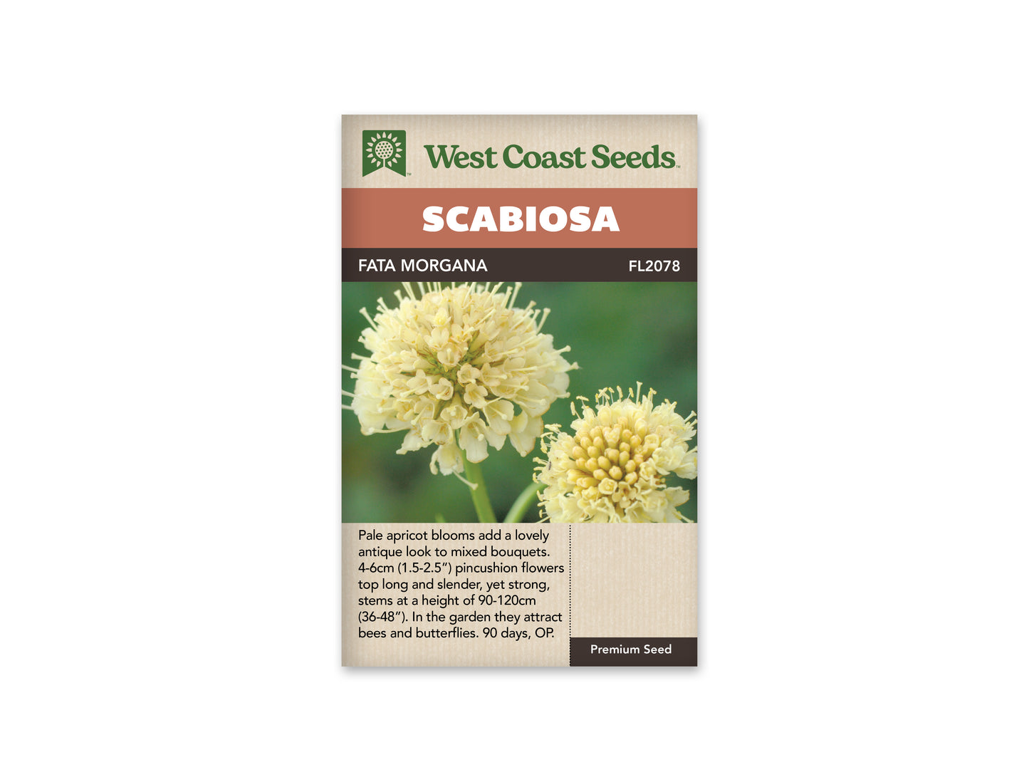 Scabiosa “Fata Morgana” West Coast Seeds