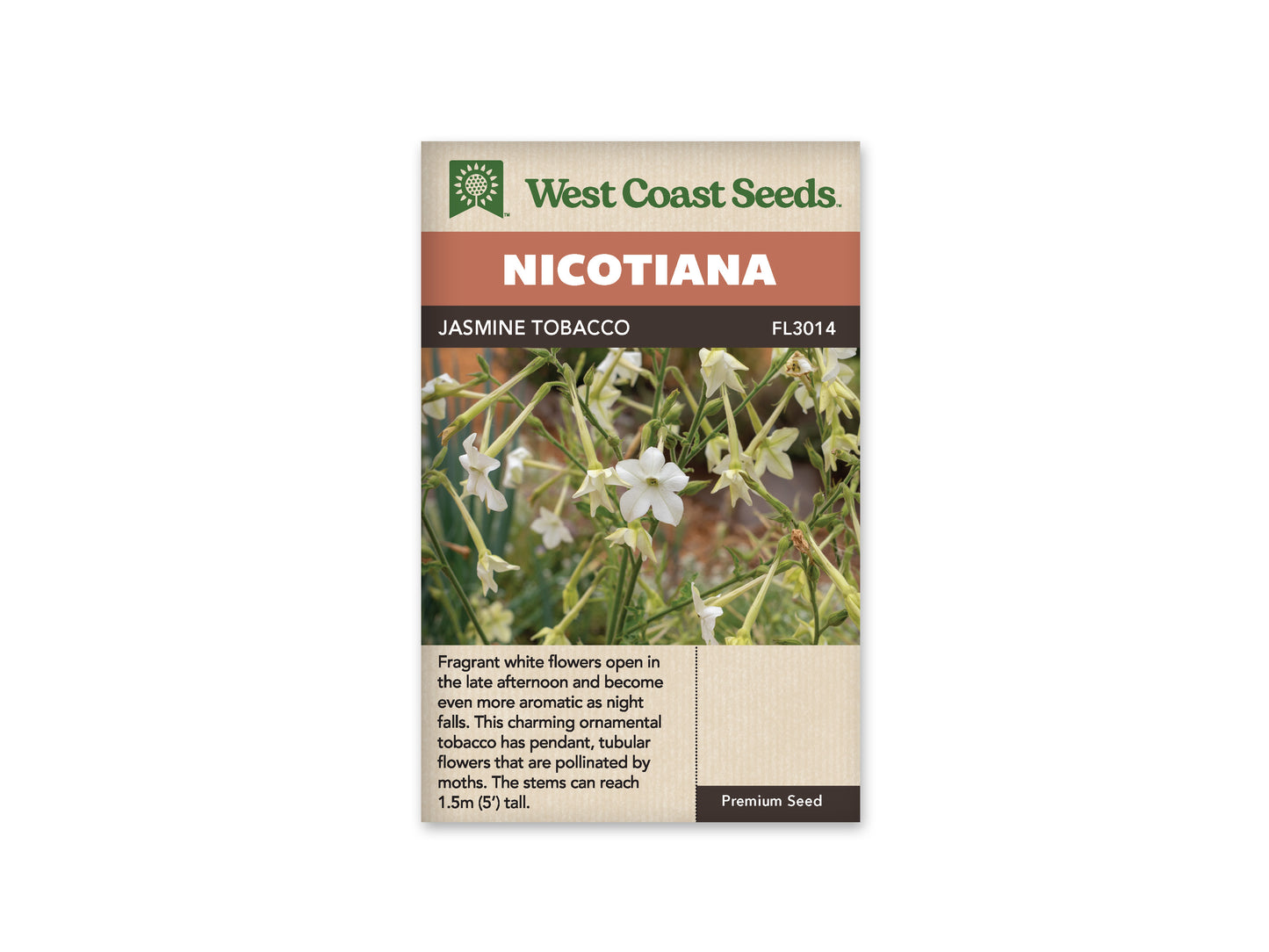 Nicotiana “Jasmine Tobacco” West Coast Seeds