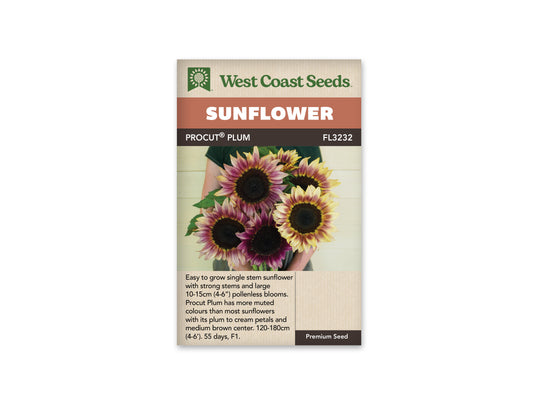 Sunflowers “ProCut Plum F1” West Coast Seeds