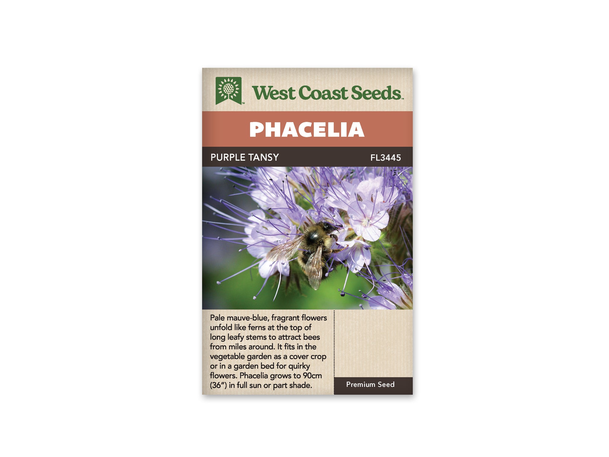 Phacelia "Lacy Phacelia" West Coast Seeds