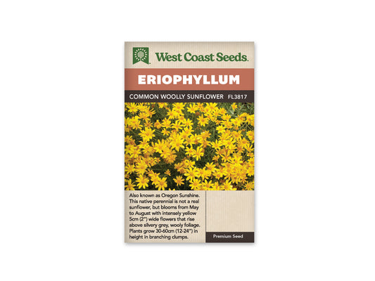 Eriophyllum “Common Woolly Sunflower” West Coast Seeds
