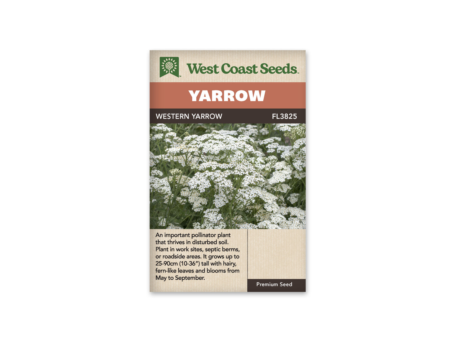 Achillea “Western Yarrow” West Coast Seeds