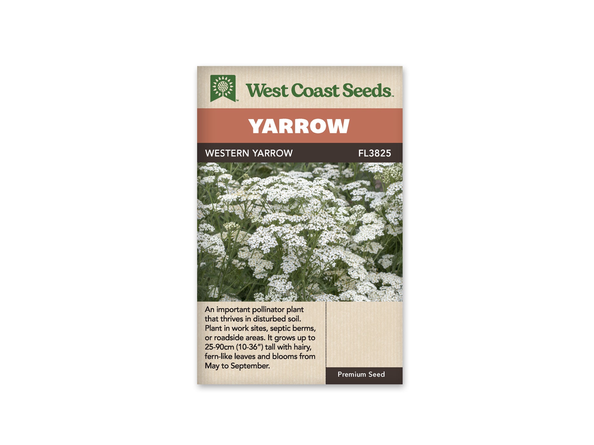 Achillea “Western Yarrow” West Coast Seeds