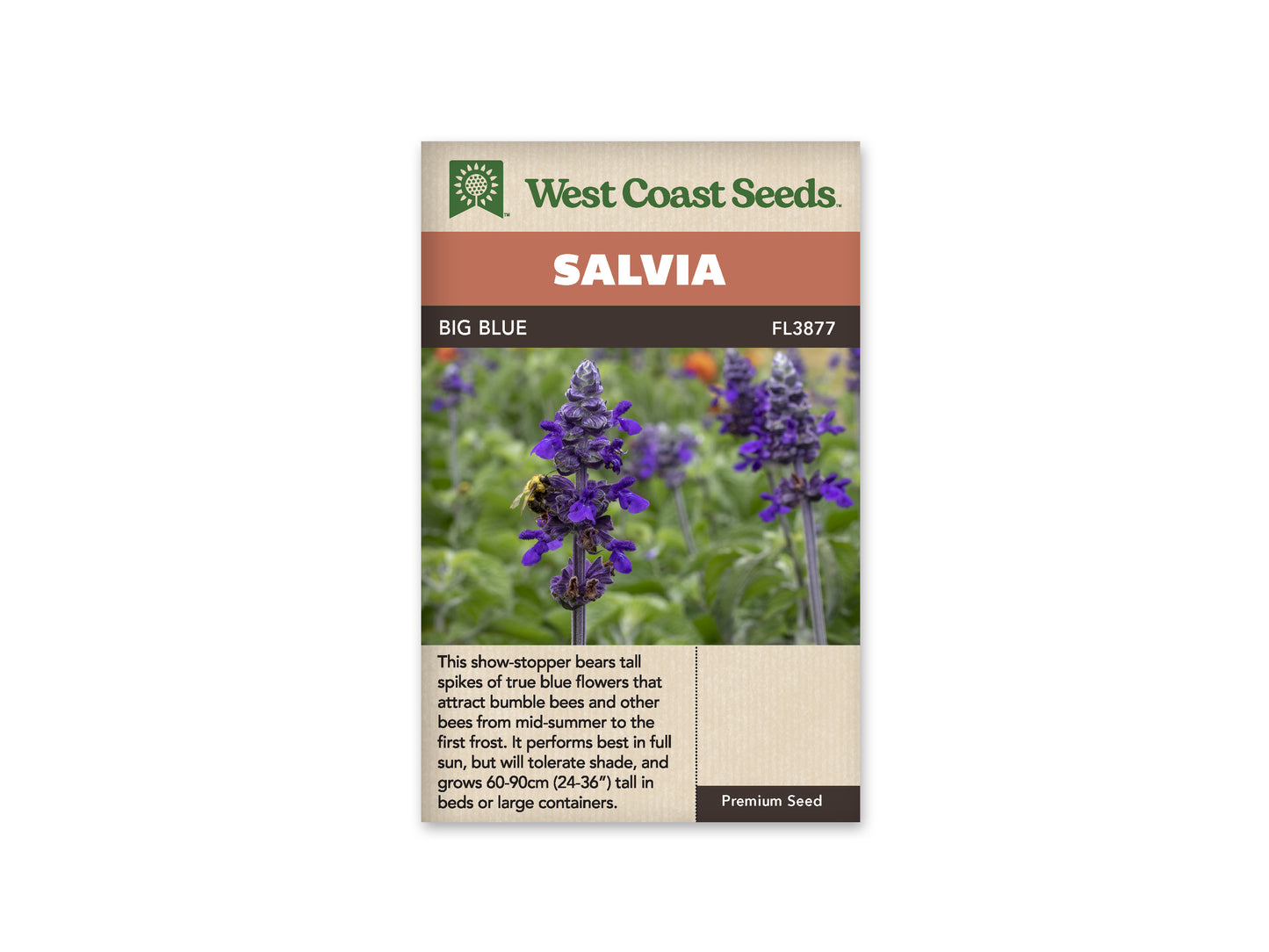 Salvia "Big Blue Salvia" West Coast Seeds