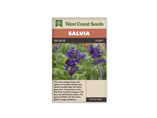 Salvia "Big Blue Salvia" West Coast Seeds