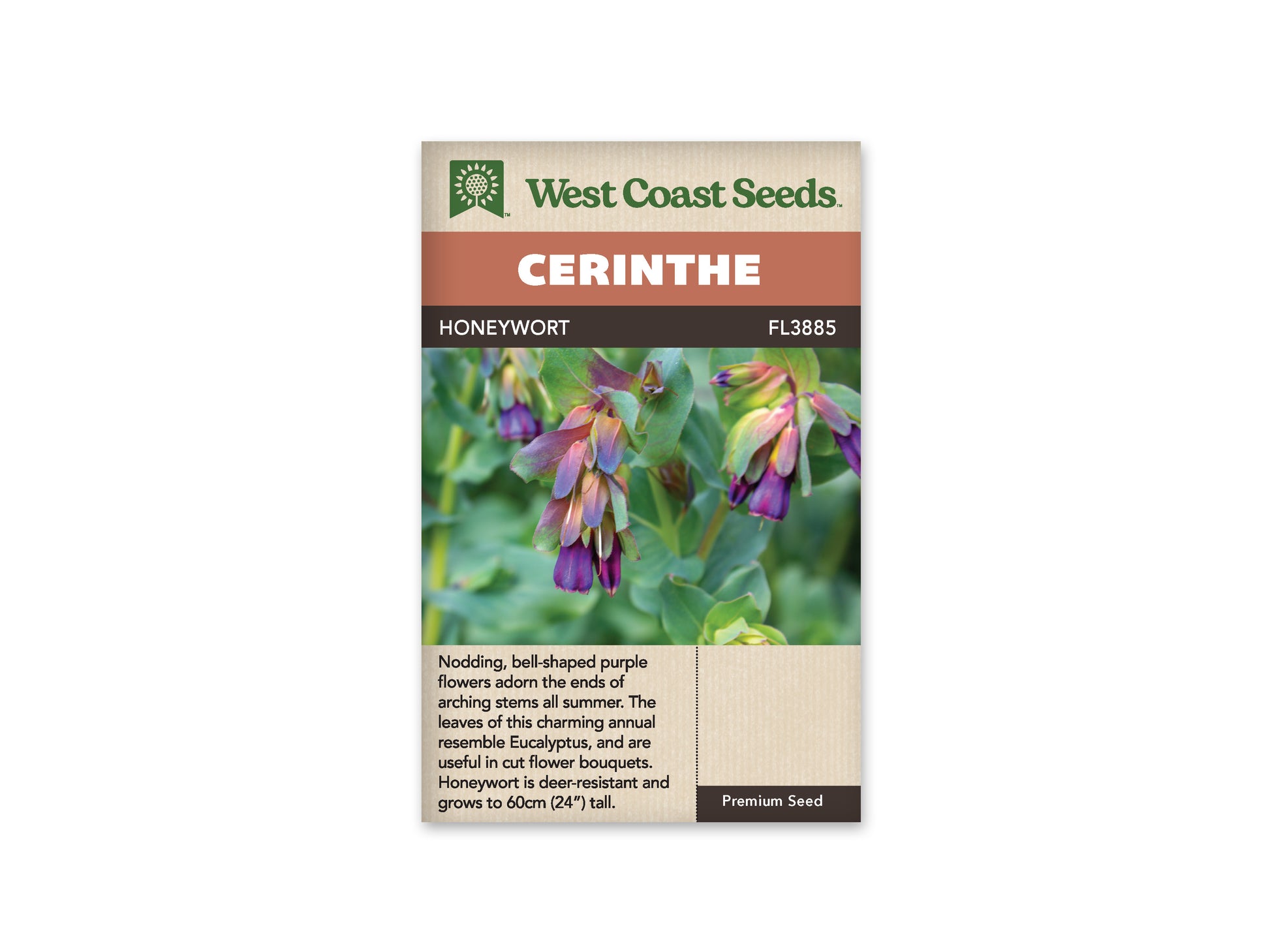 Cerinthe "Honeywort" West Coast Seeds