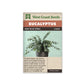 Eucalyptus "Baby Blue Spiral" West Coast Seeds
