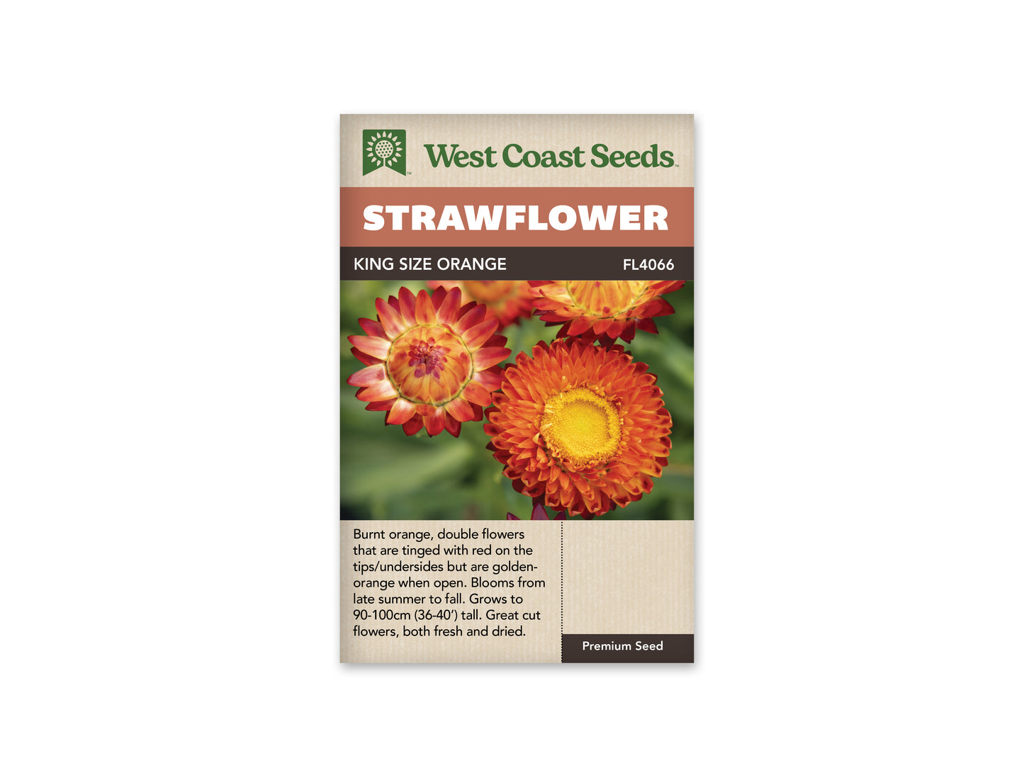 Strawflower "King Size Orange" West Coast Seeds
