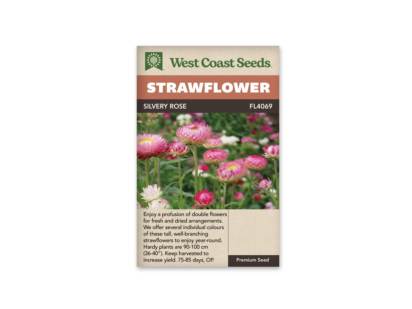 Strawflower “Silvery Rose” West Coast Seeds