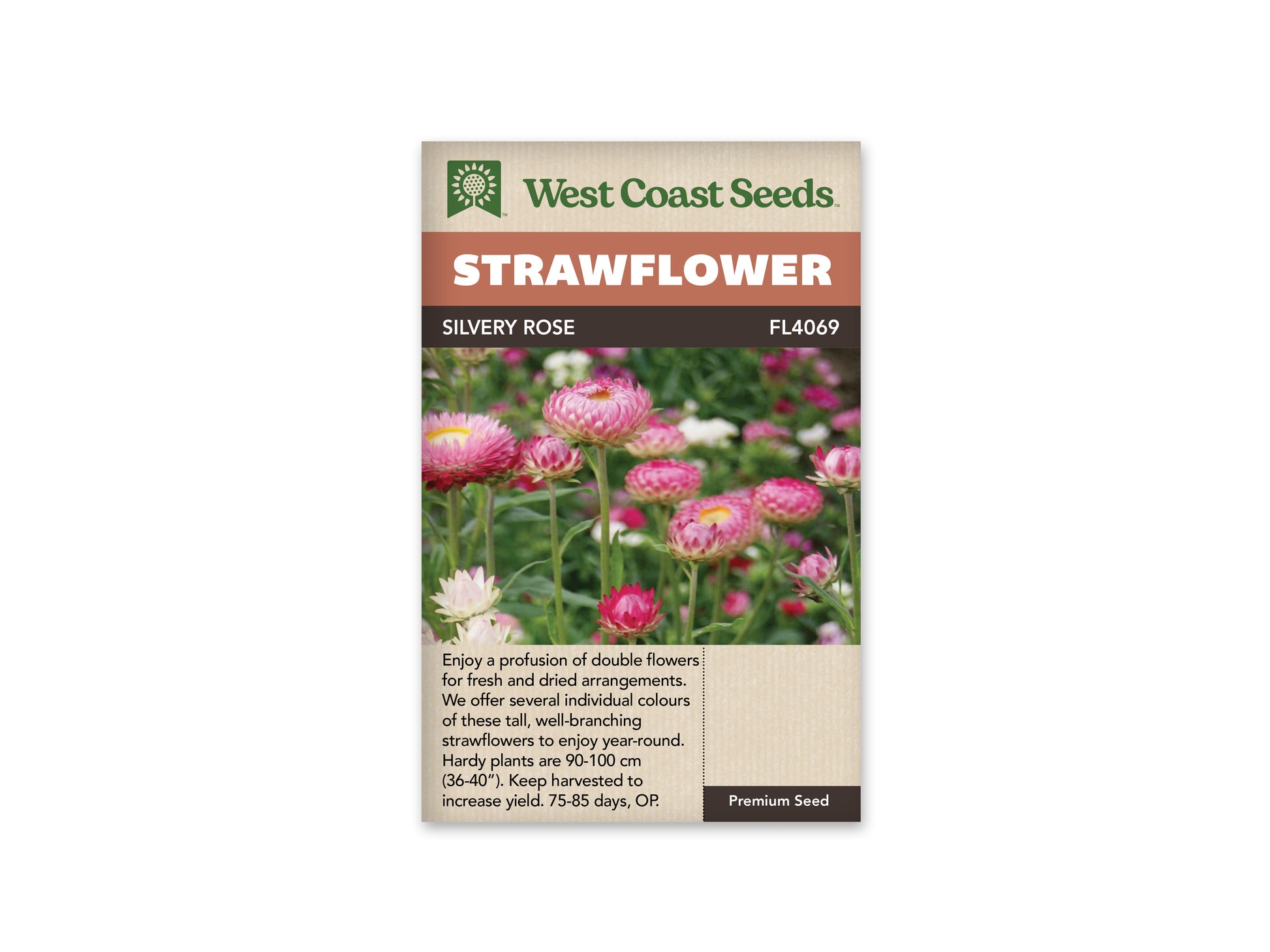 Strawflower “Silvery Rose” West Coast Seeds