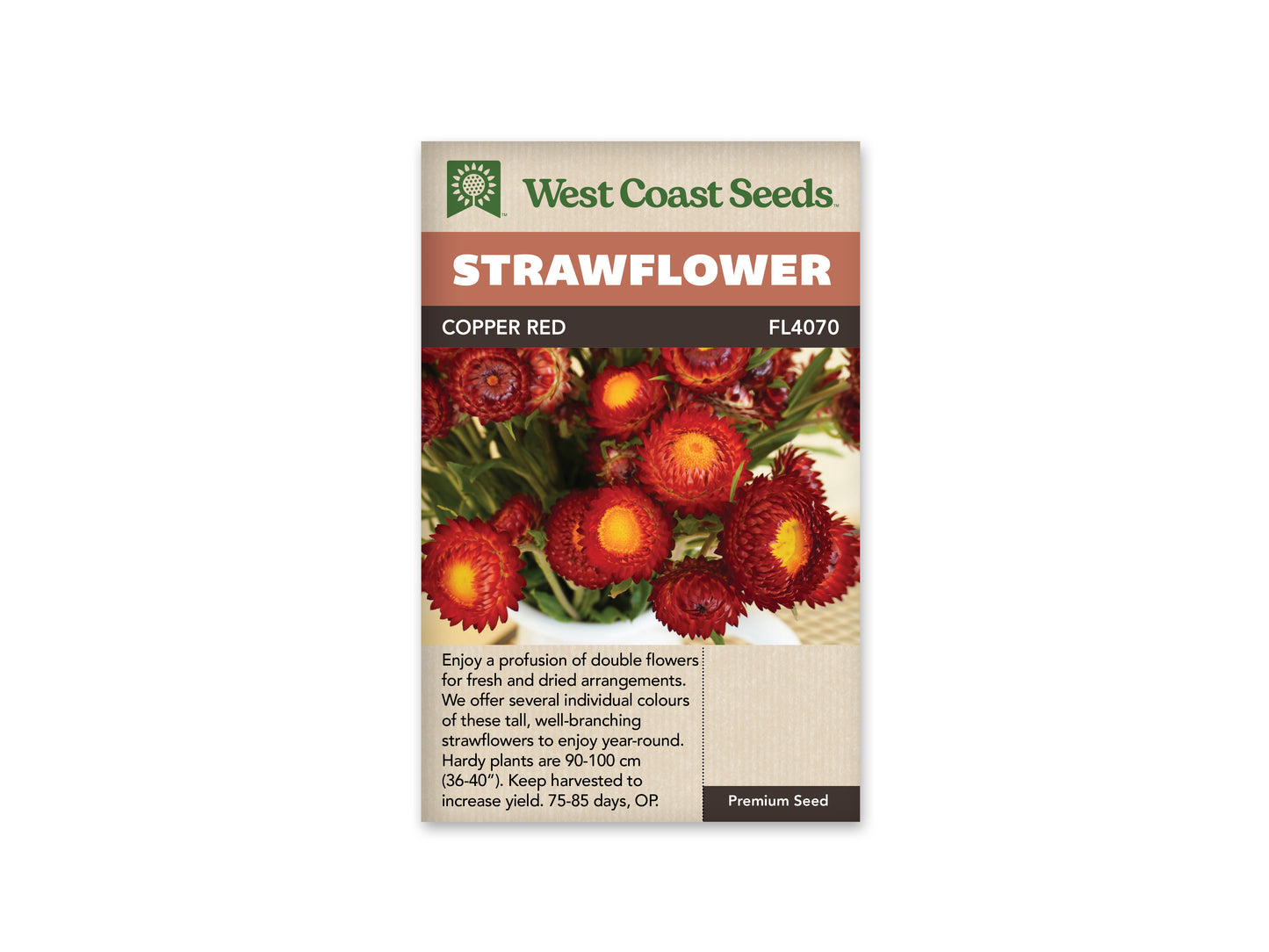 Strawflower "Copper Red" West Coast Seeds