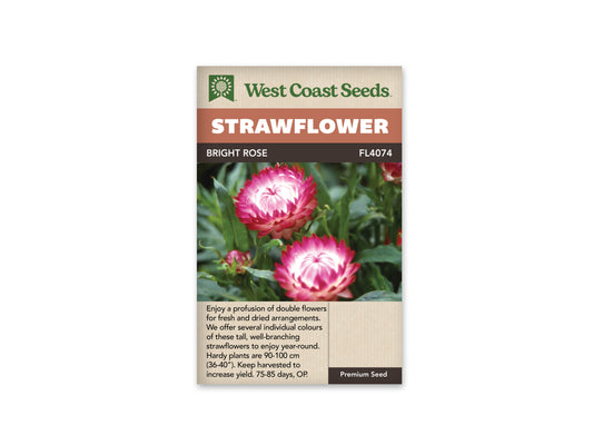 Strawflower “Bright Rose” West Coast Seeds
