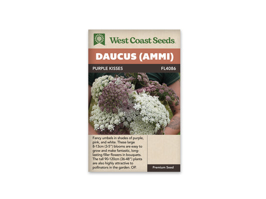 Daucus "Purple Kisses" West Coast Seeds