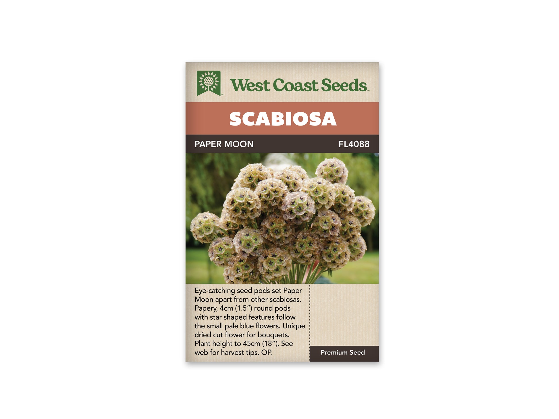 Scabiosa "Paper Moon" West Coast Seeds