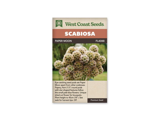 Scabiosa "Paper Moon" West Coast Seeds