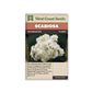 Scabiosa “Snowmaiden” West Coast Seeds