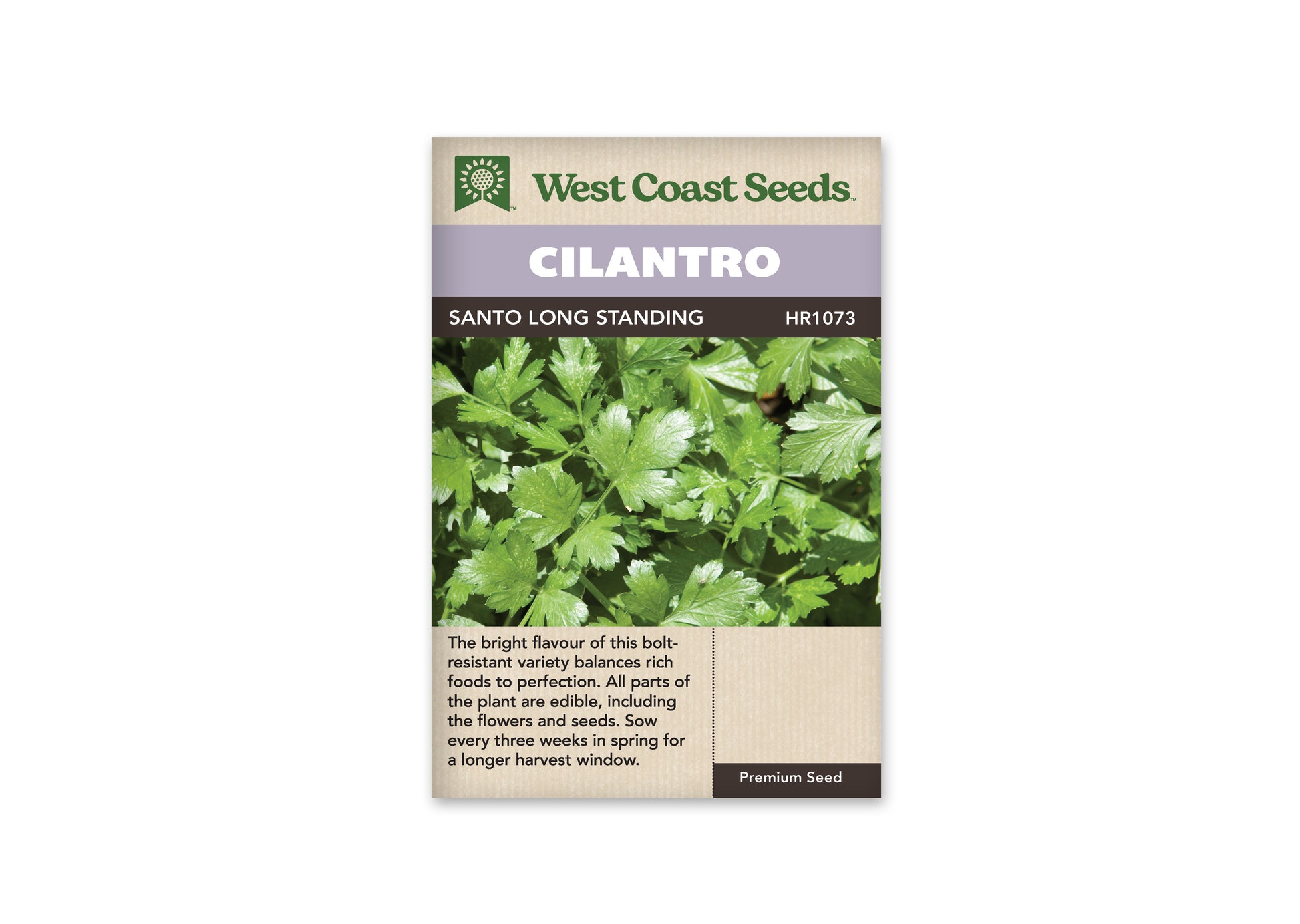 Cilantro "Santo" West Coast Seeds