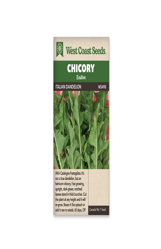 Chicory "Italian Dandelion" West Coast Seeds
