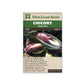 Chicory "TVG1" West Coast Seeds