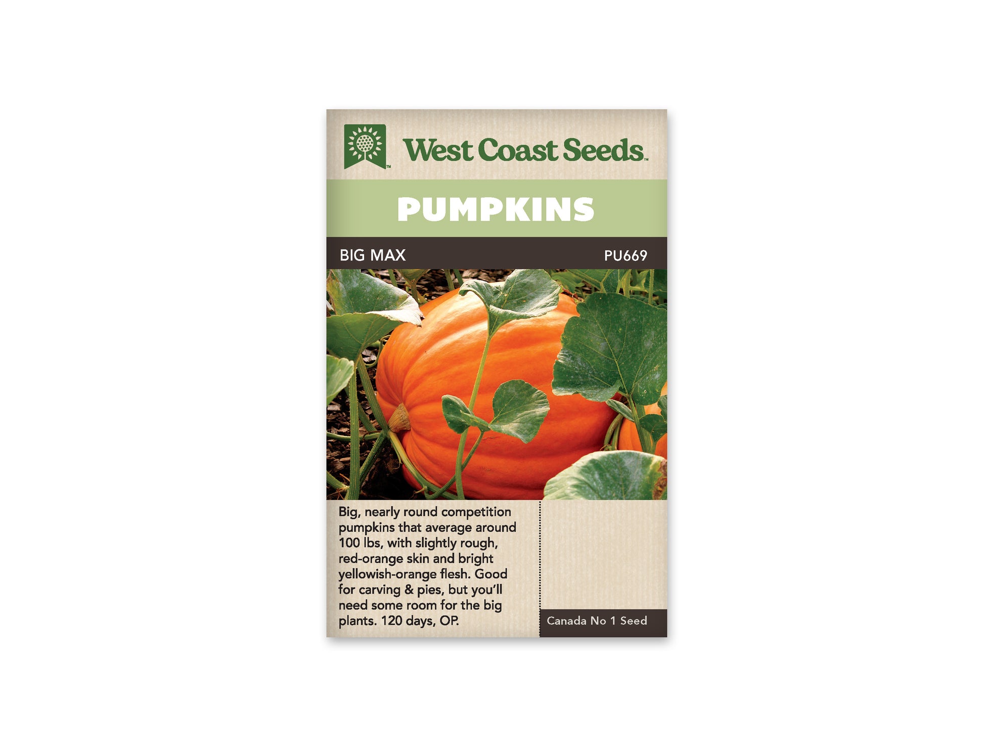 Pumpkins "Big Max" West Coast Seeds